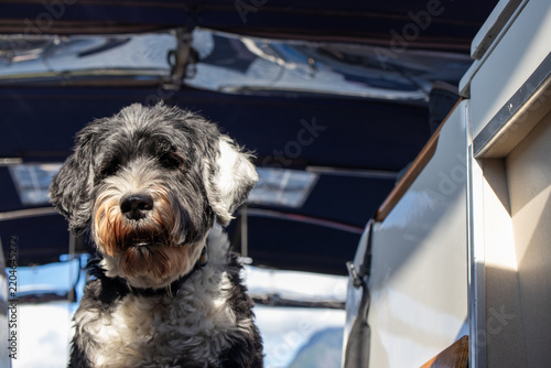 Dog on a sailboat looking into the campanionway