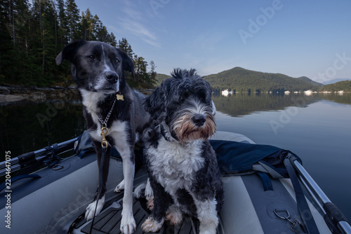 Two dogs in an inflatable boat