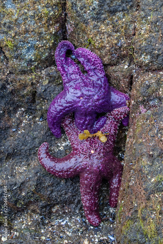 Purple Ochre Sea Star clinging to a rock at low tide