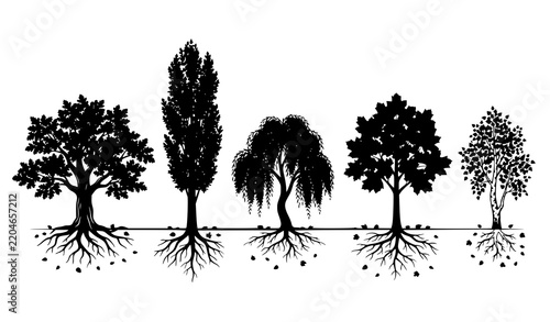 Tree Silhouette Collection with Exposed Roots and Fallen Leaves
