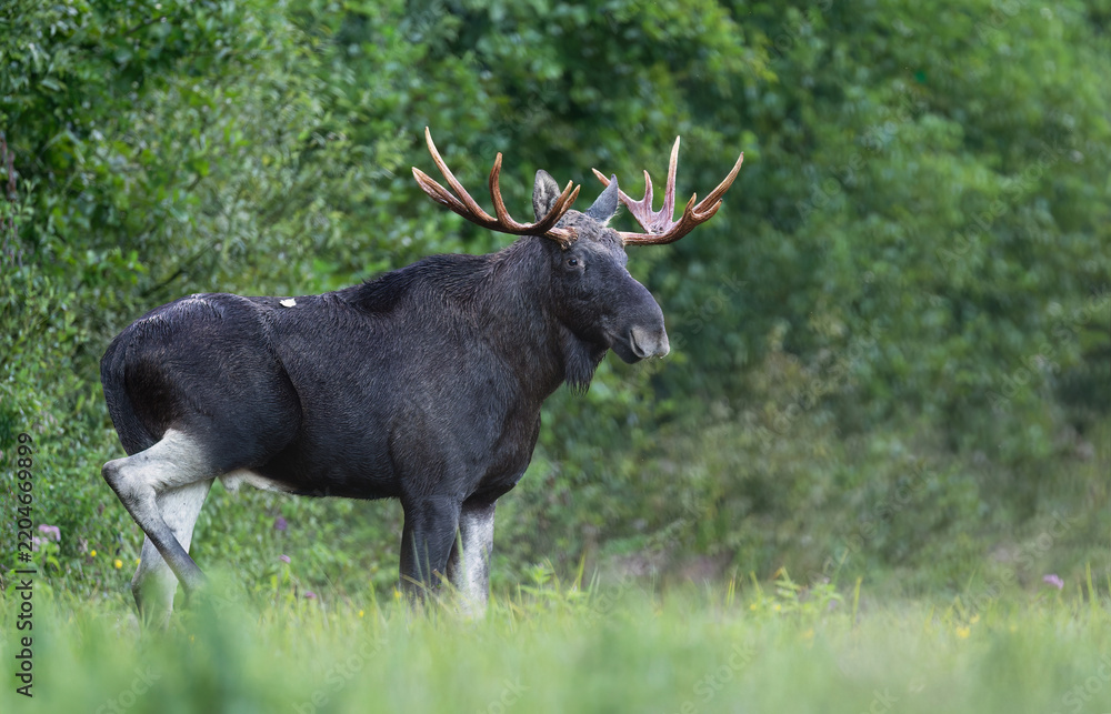 Fototapeta premium Elk / Moose ( alces alces ) close up
