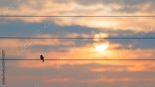 Lone bird perched on power line against dramatic sunset sky