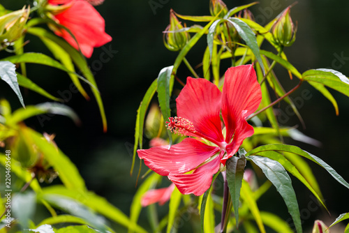 Close up of a vibrant red hibiscus coccineus flower blooming on a branch with green lobed leaves and buds on a dark background.