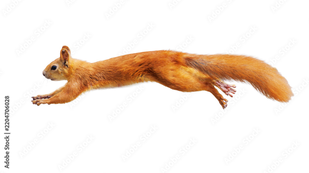 Fototapeta premium Red squirrel leaps mid-air, fur fluffed. Eyes alert, paws spread wide. Long tail arcs behind its body. Pure white background, isolated.