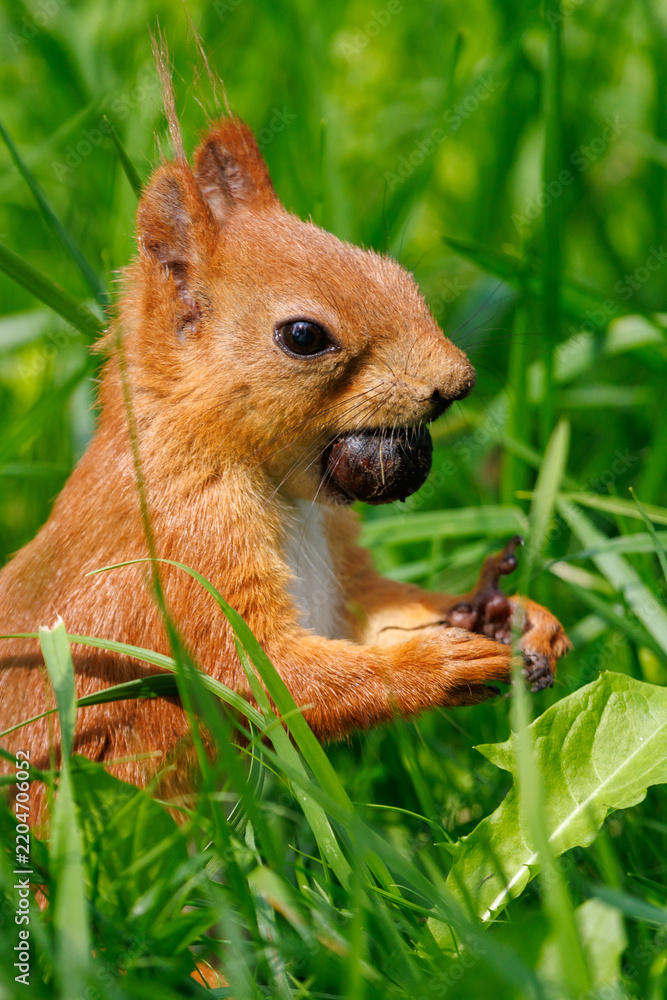 Fototapeta premium Red squirrel nibbles nut in vibrant green grass