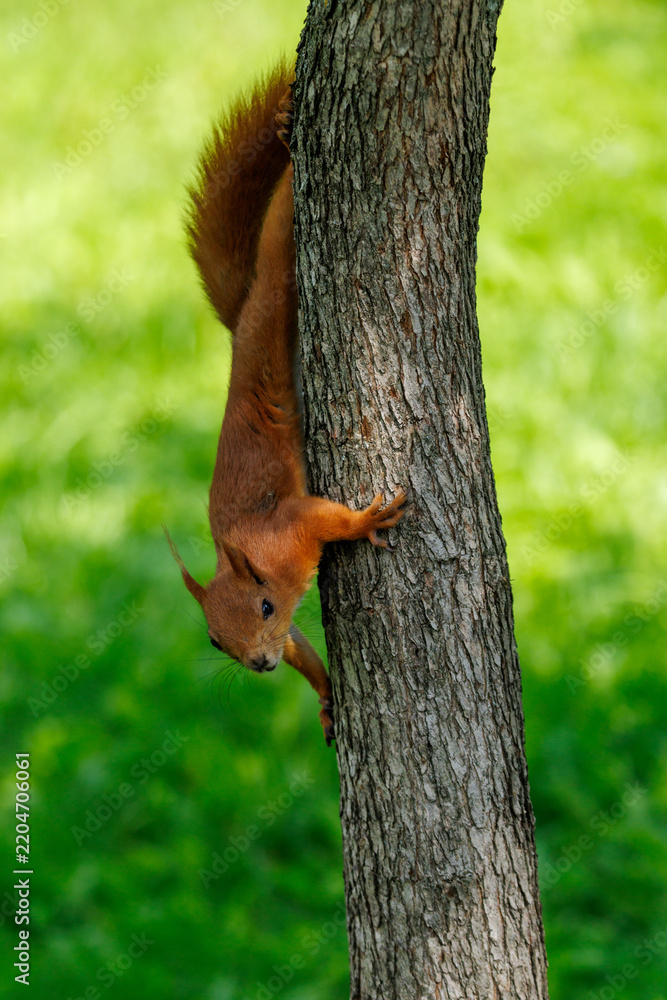 Fototapeta premium Red squirrel clings to tree trunk
