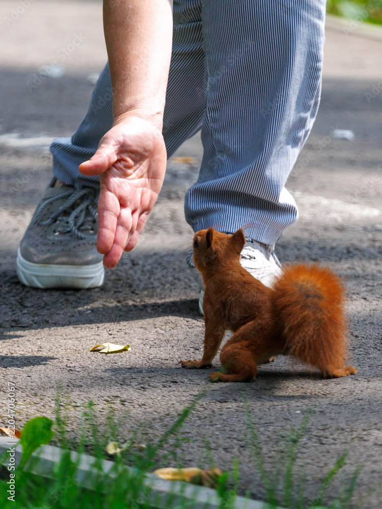 Fototapeta premium Red squirrel faces a human hand on a sidewalk
