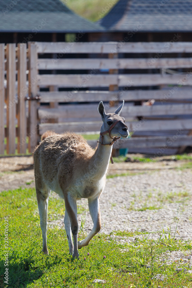 Fototapeta premium Llama stands on grassy field with wooden fence behind