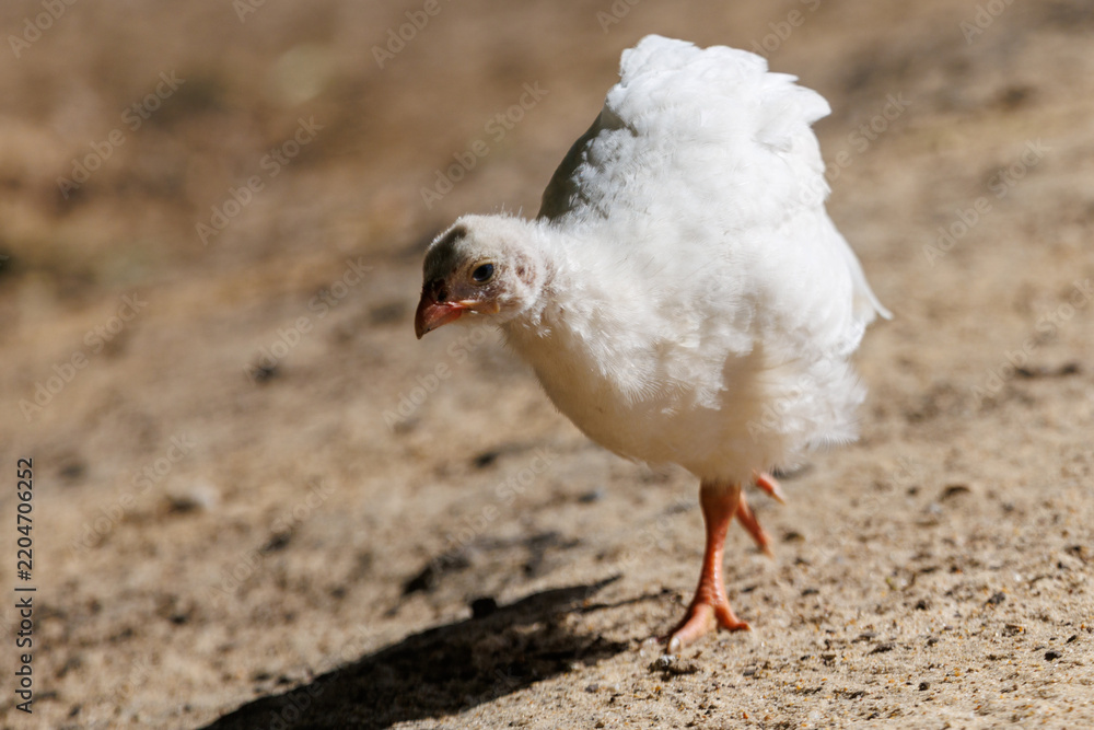 Obraz premium Young white chick walks on dry earth
