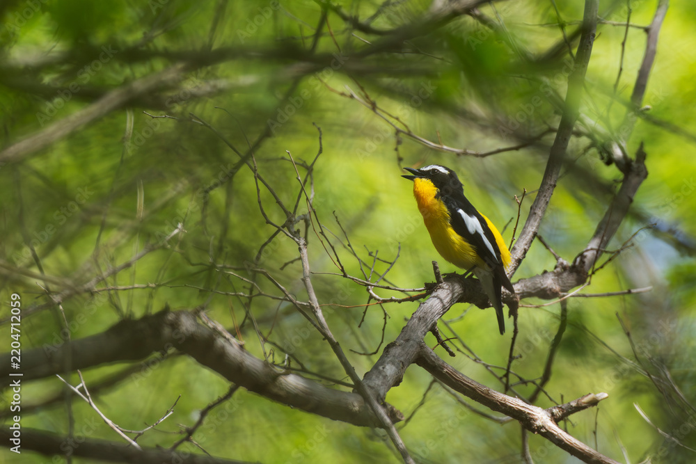 Obraz premium singing adult male yellow-rumped flycatcher (ficedula zanthopygia) perching in tree, found near Khalk River in eastern Mongolia in Dornod Aimag