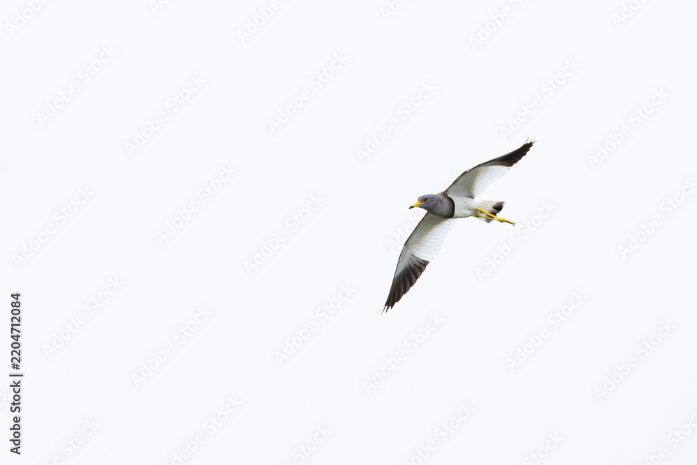 Obraz premium adult grey-headed lapwing (vanellus cinereus) in flight, found near Khalk River in eastern Mongolia in Dornod Aimag