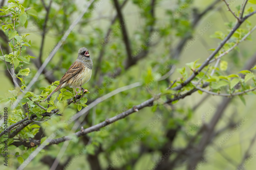 Obraz premium adult male black-faced bunting (emberiza spodocephala) perching in a bush, found near Khalk River in eastern Mongolia in Dornod Aimag