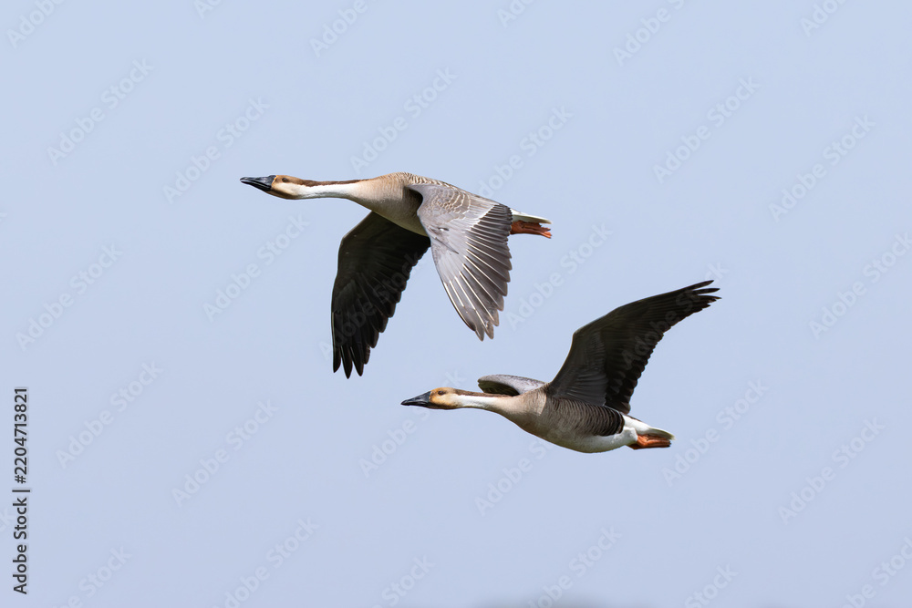 Obraz premium a couple of swan goose (anser cygnoides) in flight, found near Khalk River in eastern Mongolia in Dornod Aimag