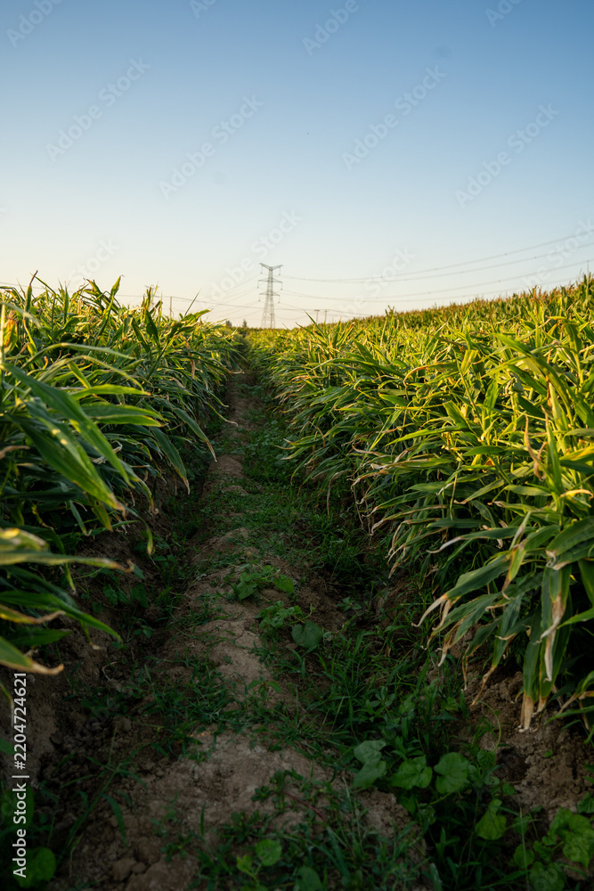 Obraz premium Ginger cultivation area at dusk
