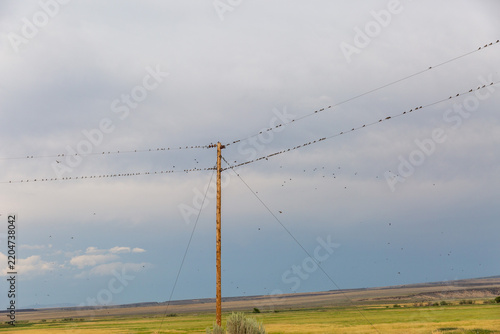 More Than a Hundred Birds Gather on Wires Over an Open Plain