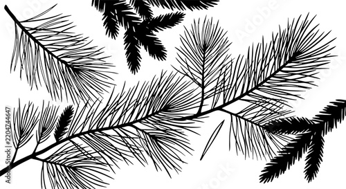 Black pine and spruce branch silhouettes on white background