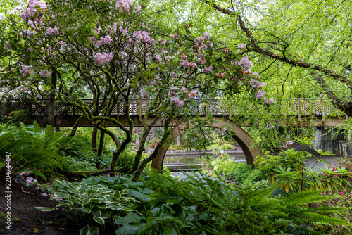 Garden Arch Bridge Behind Pink Rhododendrons and Ferns