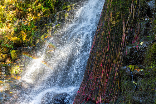 Waterfall Rainbow and Hanging Roots Along Angel's Rest Trail