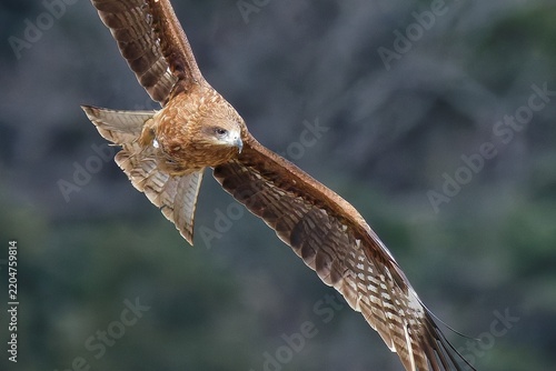 Fotografie 悠然と飛ぶトビ(Black Kite)のクローズアップ