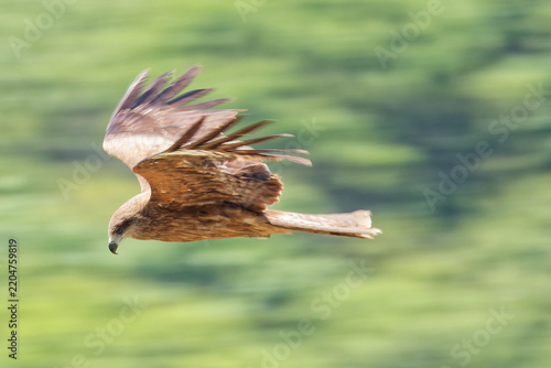 Fotografie 山間を飛ぶトビ(Black Kite)、流し撮り