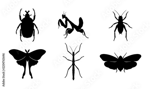 Insect Silhouettes Collection: Beetle, Praying Mantis, Ant, Moth, Stick Insect, Butterfly Icons