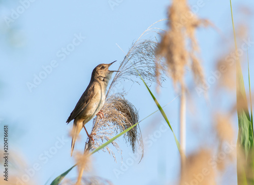 Savi's warbler singing on top of reed against blue sky