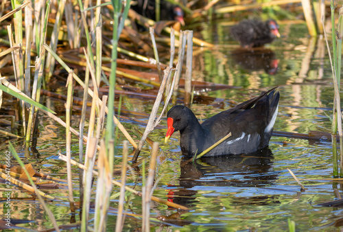Common moorhen swimming in calm wetland pond water