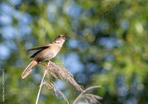 Savi's warbler singing passionately with raised wing