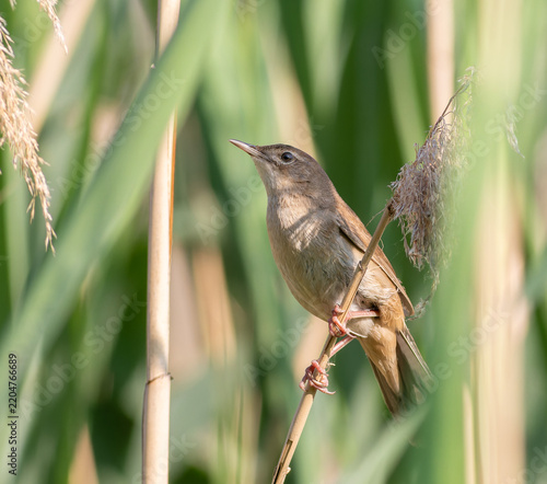 Savi's warbler perched on reed stem in lush wetland