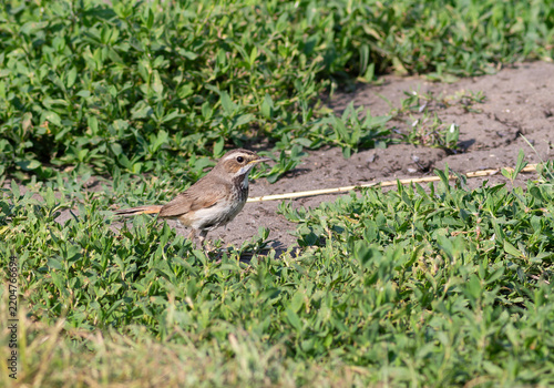 Female bluethroat standing on ground among green grass