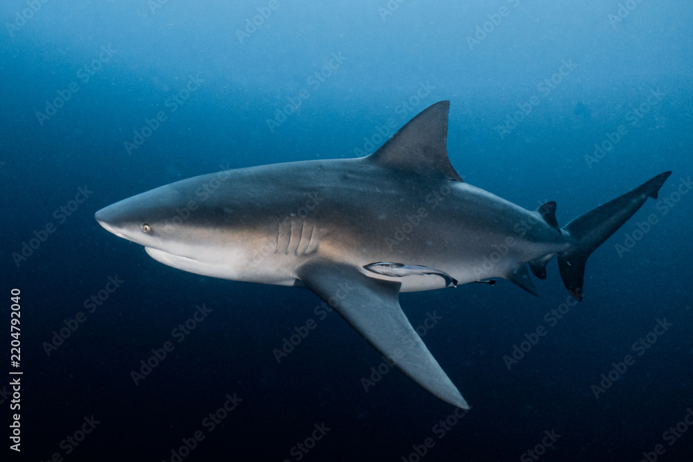 Obraz premium Bull shark swimming gracefully in deep blue ocean