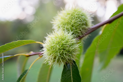 Obraz na płótnie Spiny unripe fruit husks of a sweet chestnut, Castanea sativa, edible marone, tr
