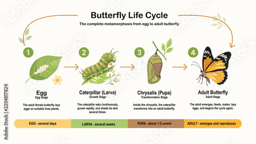 Obraz na plátně Butterfly life cycle educational infographic, colorful vector illustration showing egg, caterpillar, chrysalis and adult butterfly stages for biology education, science lessons and classroom learning