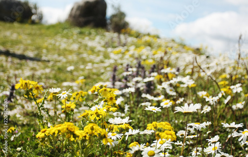 field of daisies