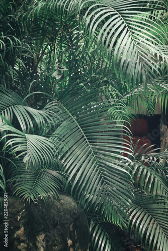 Beautiful of green tropical leaves plant background or texture