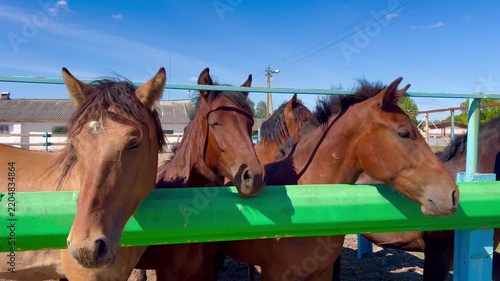 Several horses standing together behind a green fence in an outdoor paddock. Rural livestock scene illustrating equine care, herd management and animal husbandry.