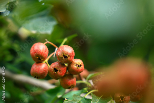 Hawthorn berries on branch, close-up view
