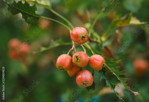 Hawthorn berries on branch, close-up view