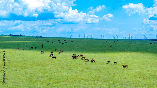 Horses grazing on grassland with wind turbines under cloudy sky