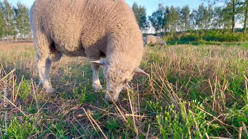 Sheep grazing on grass in a rural pasture, shown from close range. Agricultural scene illustrating livestock feeding, animal husbandry, farm management and countryside life.