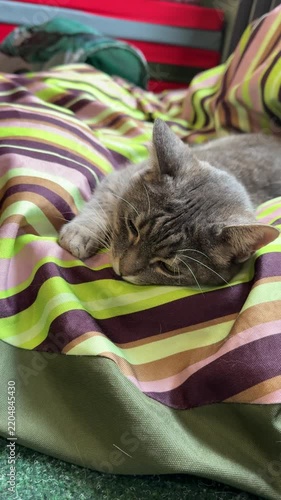 one beautiful cat  at home

