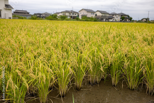 郊外の水田風景