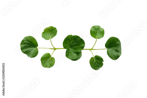 Green Leafy Vine Branch with Round Leaves