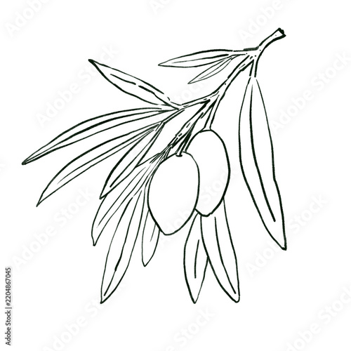 Hand drawn olive branch line art. Minimalist botanical ink illustration for packaging, labels, branding, prints, stationery, textiles, wall art, and coloring pages.