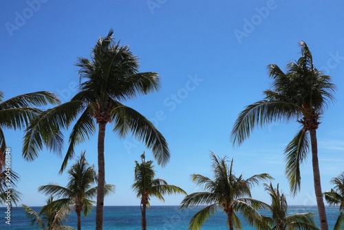 coconut palm trees
