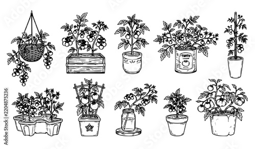 Hand drawn tomato plants in assorted garden planters black white line art vector set