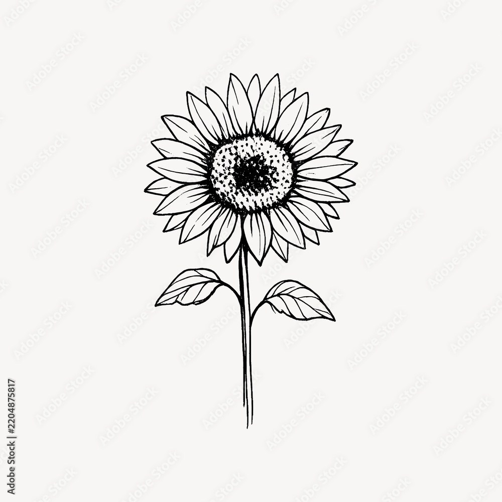 Obraz premium Minimalist sunflower line art drawing.