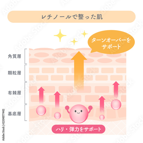 レチノールによるターンオーバーと肌状態を示す肌断面図