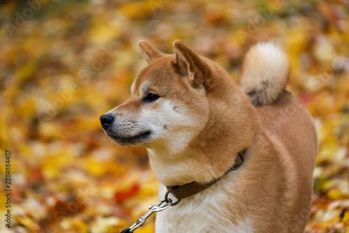 A close-up side profile of a purebred Shiba Inu dog standing outdoors against a vibrant autumn background