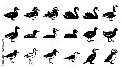 Vector silhouette collection of various water birds ducks geese and swans for design use.